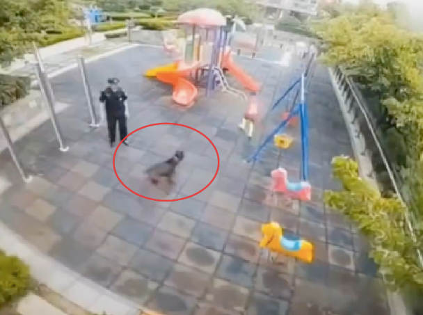 狗狗跑进儿童乐园，孩子被吓得绕圈躲避狗