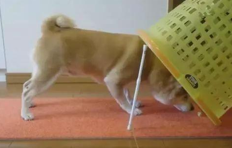 铲屎官自制陷阱捕捉柴犬，考验汪智商的时候到了！