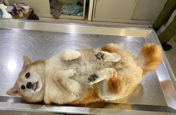 13岁柴犬爷爷去医院看病，乖乖吐舌仰躺等医生检查…