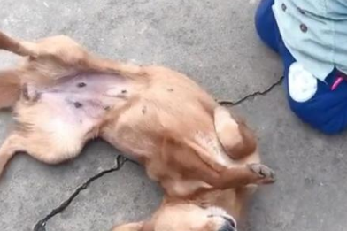2岁孩童到底对狗子做了什么，竟导致狗子无法面对，仓皇逃离？