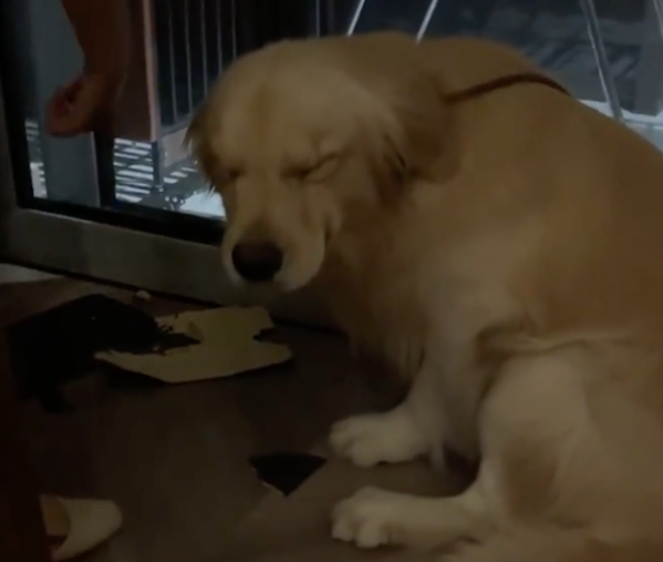 狗狗犯错挨打后一脸悔过表情，下一秒却变脸开心起来
