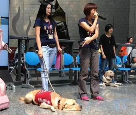 香港一导盲犬在商场内晕倒去世，引发社会对视障者和导盲犬的关注和反思