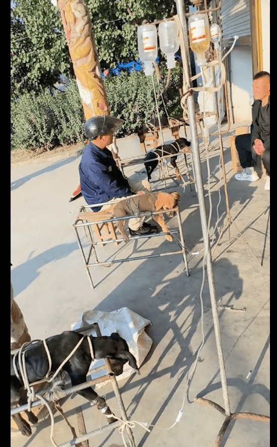 狗狗生病了，被送去宠物诊所绑住打点滴，主人默默陪着好笑又温馨 