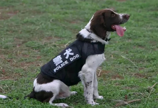 从普洱“阿Q”开始说说缉毒犬的故事，看到最后让人泪目