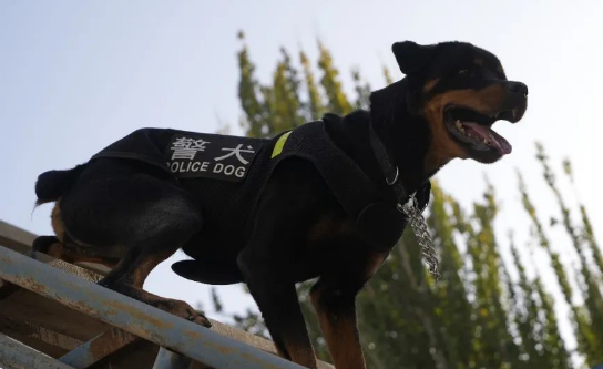 又萌又帅！疏附公安带你直击警犬训练现场！