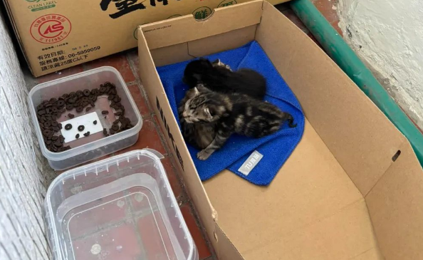 突然听见阳台有奶猫叫声，一看两只没断奶的小猫在地上，而猫妈妈...