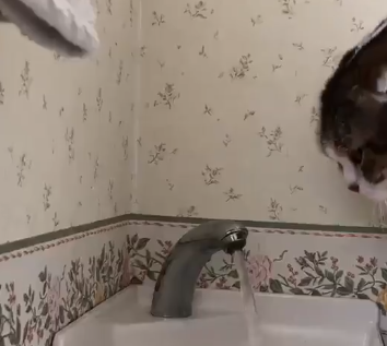 猫咪就着水龙头喝水，结果一头扎过去，怀疑猫生了，网友：太逗！ 