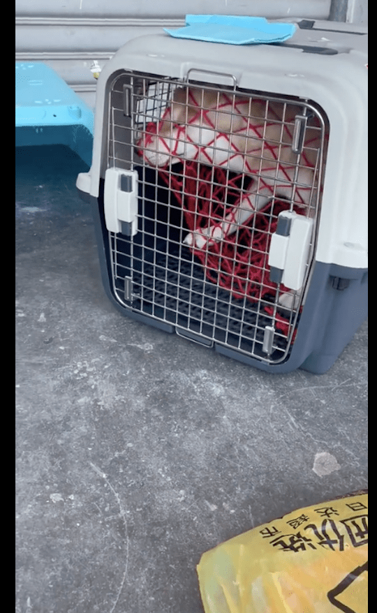 托运狗时，主人把套笼子的网兜套住了狗！狗：我犯了什么滔天大罪 