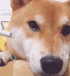 铲屎官给柴犬“充电”，狗狗那甜美一笑太治愈了，心都要萌化了！ 