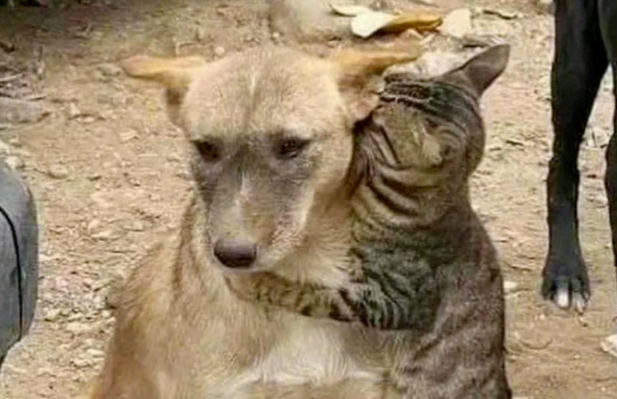 土耳其地震后，被救的猫咪认出自家的狗狗，瞬间让人泪目