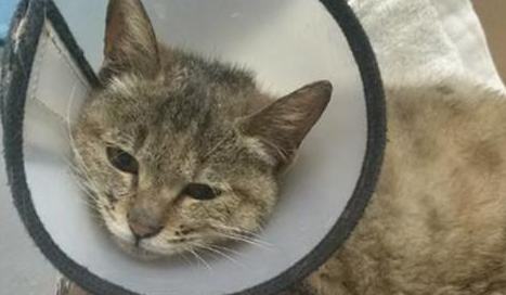 邂逅一只乖巧的流浪猫，花光了一个月生活费，该救治还是安乐死