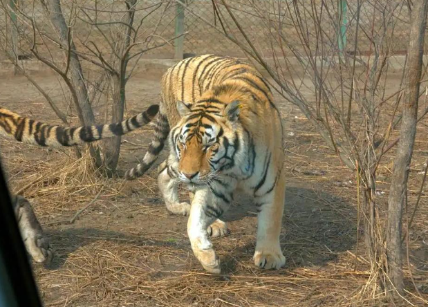 “咬死两头牛、吃掉一条狗”，为何冬季东北虎更频繁下山觅食？