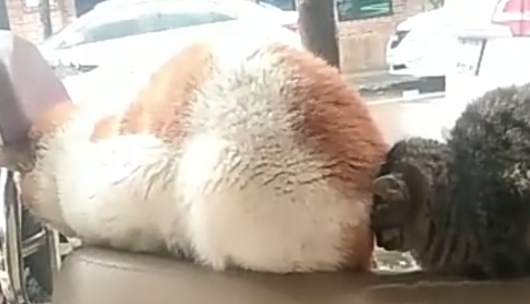 橘猫睡觉被黑猫“跟踪”，橘猫：你啥时候来的，黑猫：别“放屁”