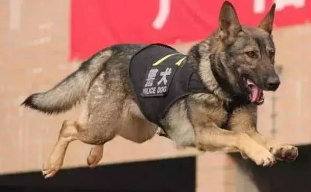 这只小警犬也太可爱了吧，坏人都被萌翻了