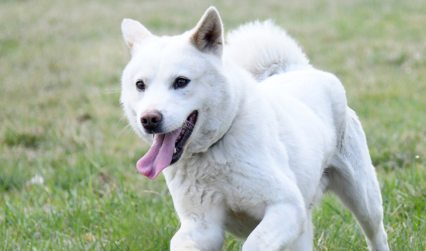朝鲜将丰山犬文化列入国家非物质文化遗产目录