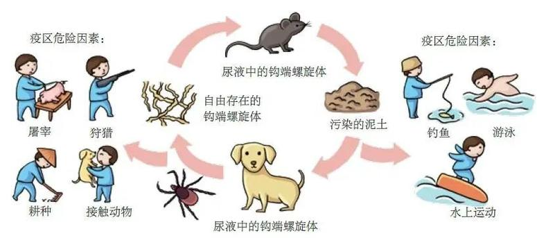 “鼠尿病”致死率高达70%！警惕“藏”在积水里的传染病