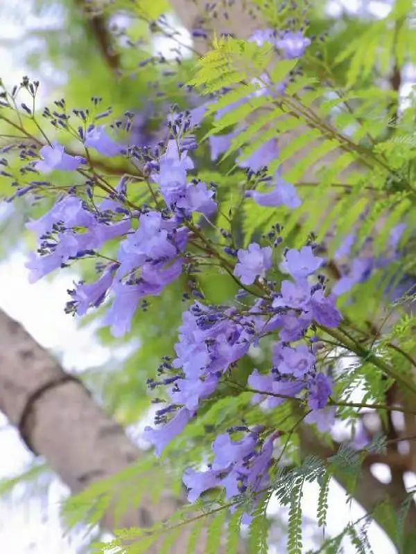 楹蓝夏小满