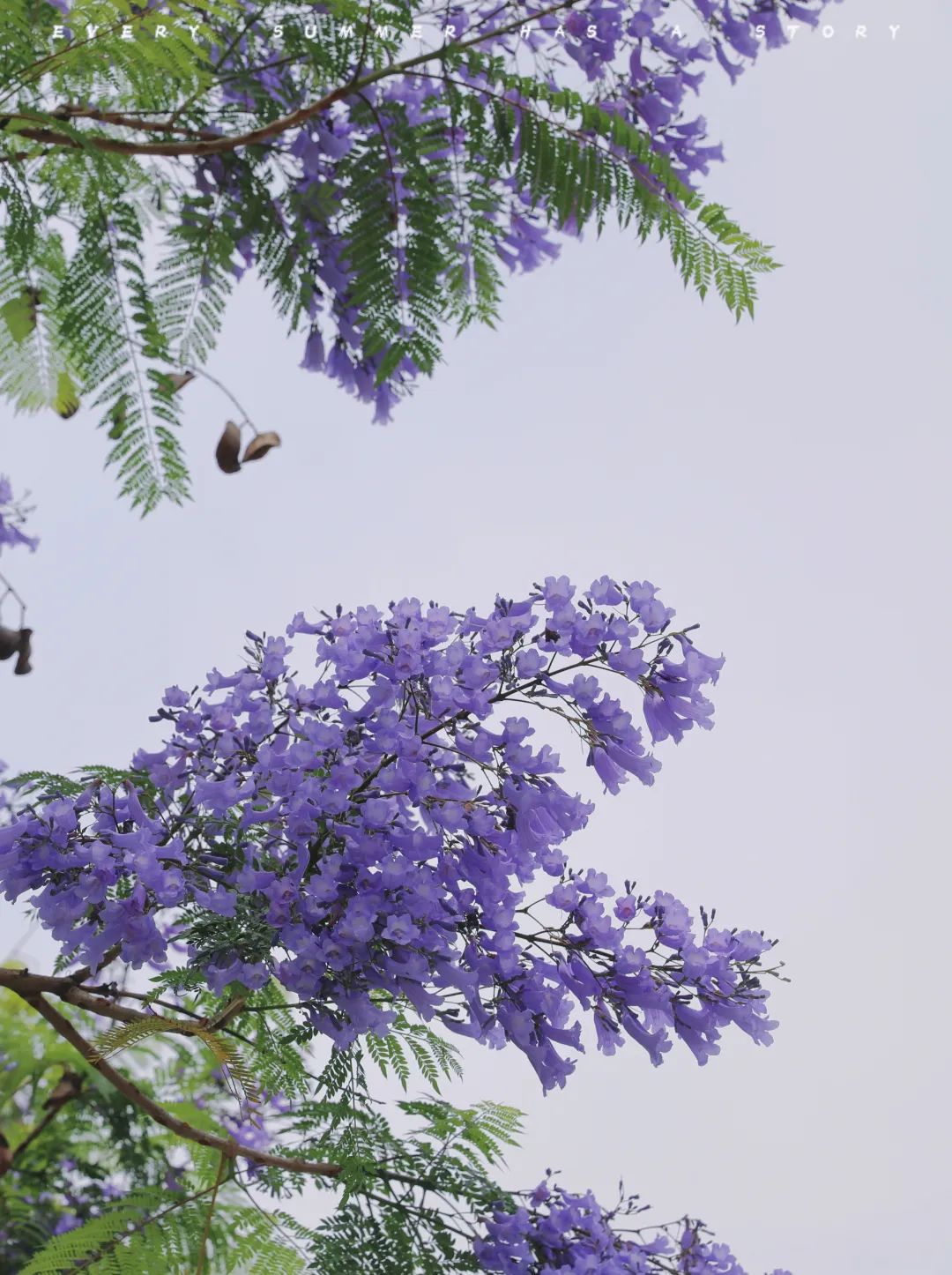 楹蓝夏小满