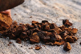 罗布麻茶，降压的自然奇迹还是茶杯中的安慰剂？
