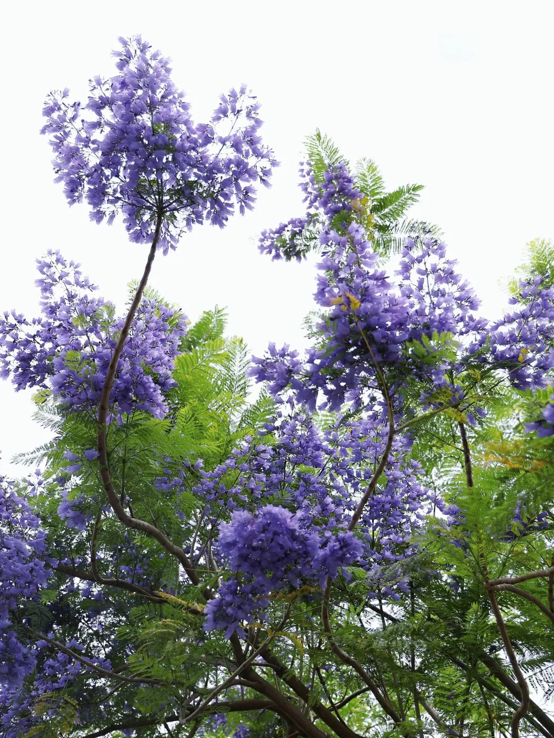 楹蓝夏小满