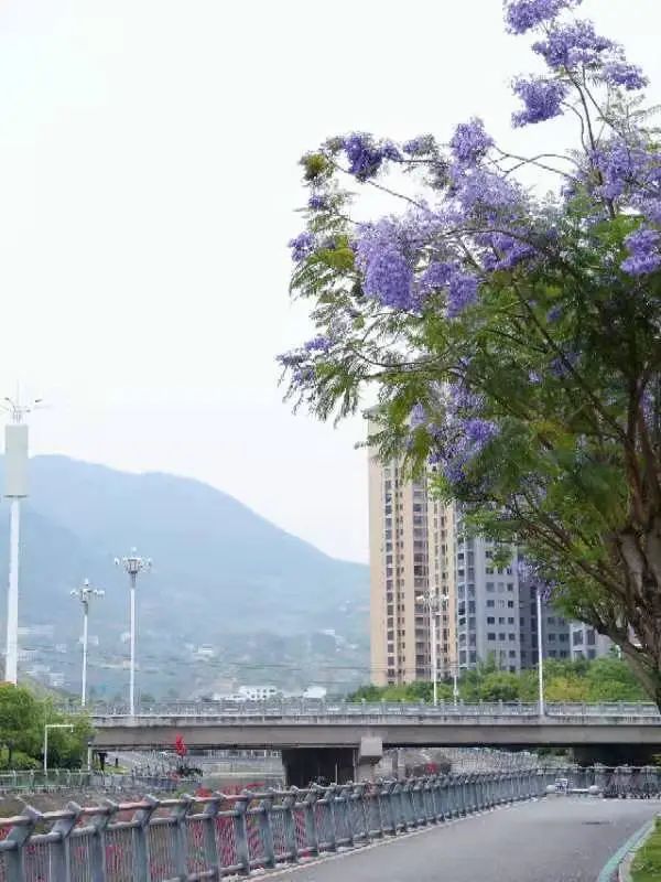 楹蓝夏小满