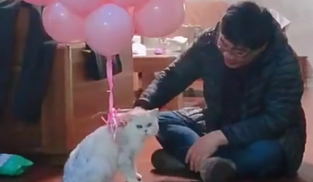 给猫咪的背上绑满氢气球，只为让它体验飞，猫：不行我腿有点软