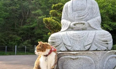 阿“咪”陀佛！日本一座有趣的寺院，竟然收养了近百只喵星人