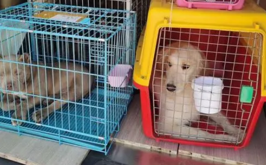 宠物狗托运过程中死亡，承运人被判赔偿并在微信朋友圈道歉