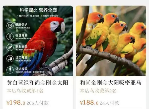 淘宝、贴吧、闲鱼成为鹩哥、灰鹦鹉等国家保护鸟类非法交易场