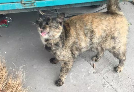 世界滞销的玳瑁猫，很多人都觉得丑，然而她有你不知道的温柔！