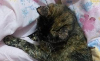 猫妈妈难产将死，医生告知要剖腹产，主人却犹豫了，我们的爱呢？
