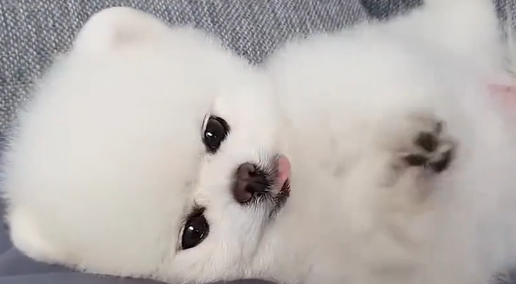 博美犬太可爱了，为了出去遛弯对着宠主撒娇，看得我心都萌化了