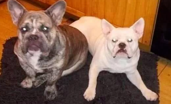 太凶残了！斗牛犬撕咬主人，场面太过血腥！网友：这谁还敢养......