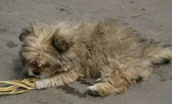 居民联动社区自治能否纾解城市犬只管理难题？