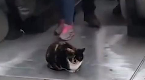玳瑁猫缩一团挡住手扶梯口，路人急跨越：小心有猫