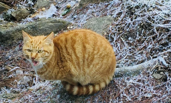 冬季黄山之行，遇见呆萌的橘猫和可爱的中华田园犬