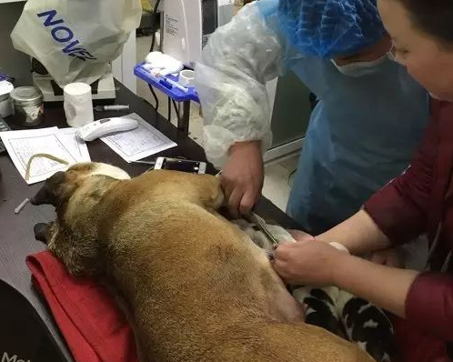 实拍斗牛犬刨腹卸货全过程，狗妈妈身体仿佛被掏空……