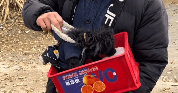 就算给它穿上衣服，也无法掩盖它一身皮肤病后，成为流浪狗的事实