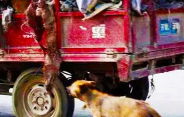 流浪狗疯了一样追三轮车，以为是被抛弃了，得知真相后想口吐芬芳