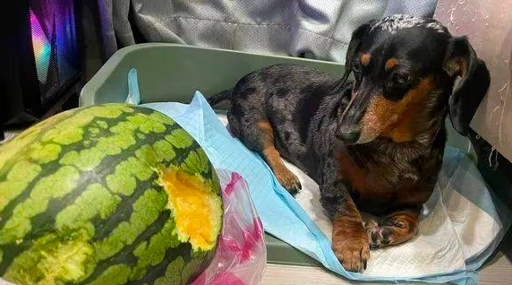 腊肠犬偷啃西瓜，被抓包后还装无辜：不关我事！