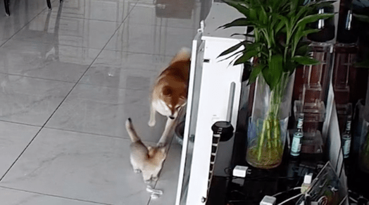 柴犬趁猫咪不备偷袭它，导致应激反应颅骨骨折，监控看得太气人！ 