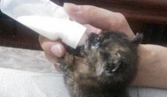 猫妈妈难产将死，医生告知要剖腹产，主人却犹豫了，我们的爱呢？