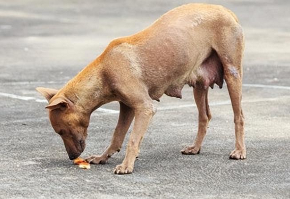 居民联动社区自治能否纾解城市犬只管理难题？