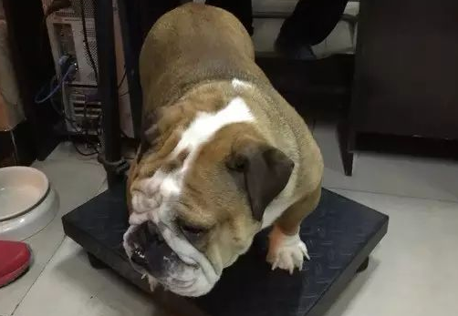 实拍斗牛犬刨腹卸货全过程，狗妈妈身体仿佛被掏空……