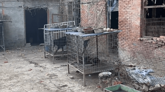 3万买的小狗，10万也不卖，大叔：这可是我们家的看家种犬