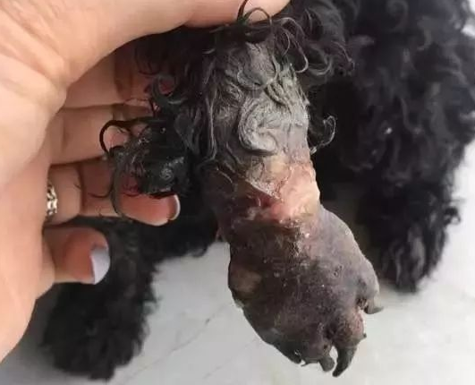 垃圾站里小泰迪整夜哀嚎，看到狗狗惨状，大家大骂前主人没良心！