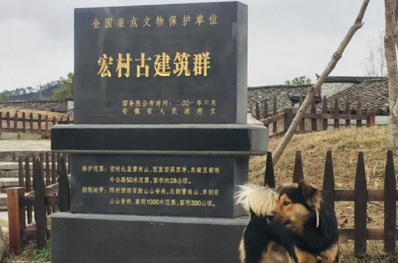 冬季黄山之行，遇见呆萌的橘猫和可爱的中华田园犬