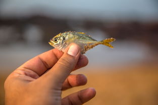 百度文章变现秘籍，如何在知识海洋中捕获金鱼