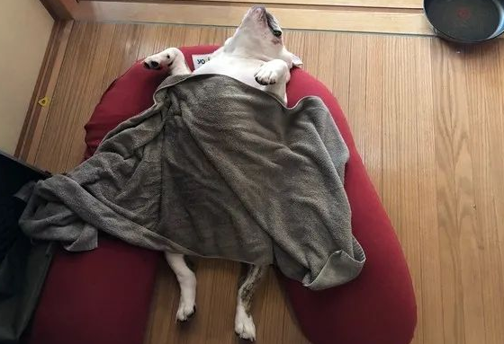 主人晒家里斗牛犬熟睡的照片，网友看了惊呼：这狗融化了？