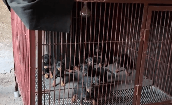 3万买的小狗，10万也不卖，大叔：这可是我们家的看家种犬